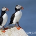 puffin_atlantic_msi_h_0736_can1764.jpg